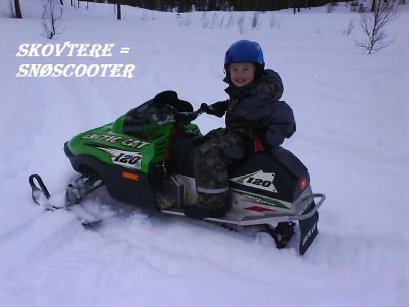 Skovtere Skovtere