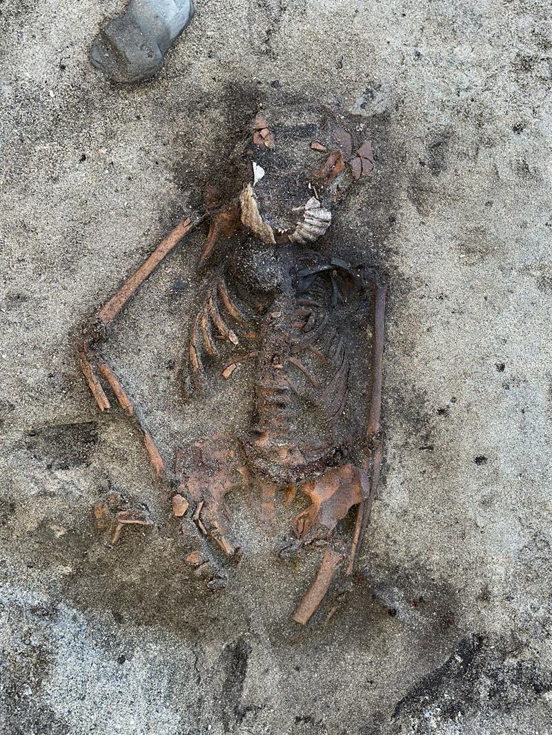 Skjelett med kamskjell ved kjeven.