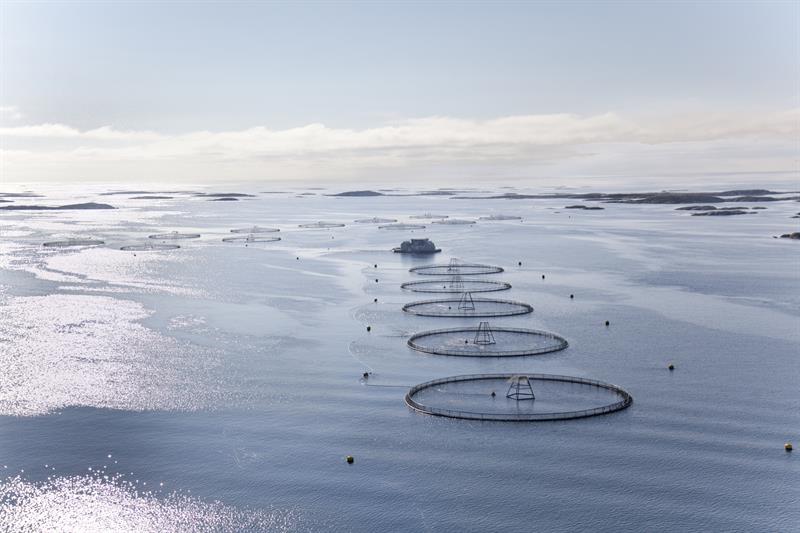 Oppdrettsmerder på Frøya. Foto: Erik Røed