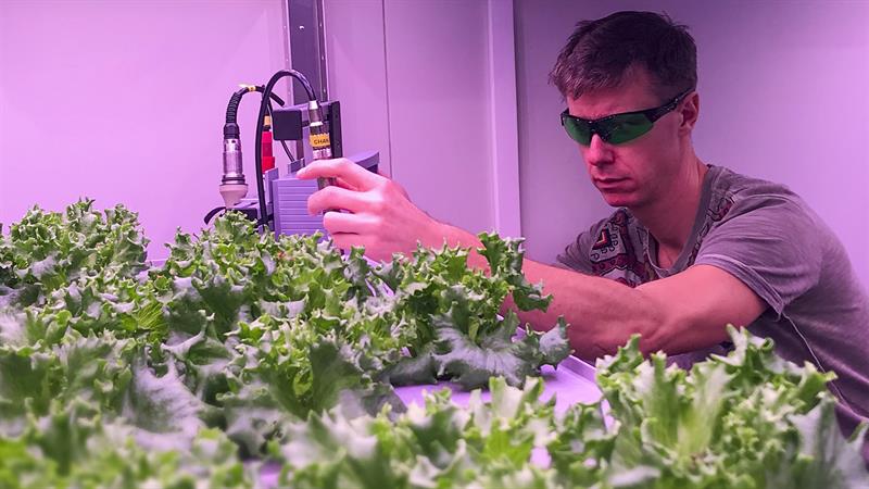 Øyvind Mejdell Jakobsen følger nøye med på salatplantene i laboratorieforsøkene. Foto: CIRiS. 