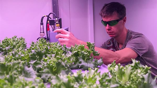Øyvind Mejdell Jakobsen følger nøye med på salatplantene i laboratorieforsøkene. Foto: CIRiS. 