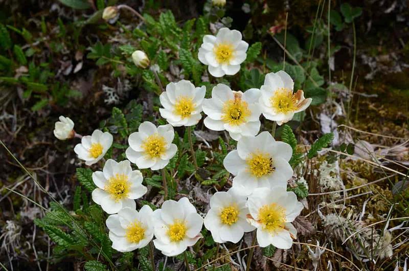 reinrose (1).jpg fylkesblomst , reinrose,