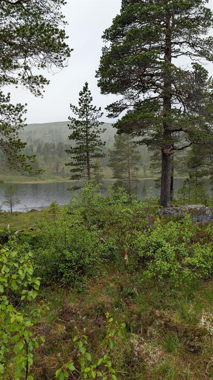 Namsos, foto, Gjermund Rye, Namsos kommune.jpg Her skal dagsturhytta stå i Namsos. Foto: Gjermund Rye, Namsos kommune.