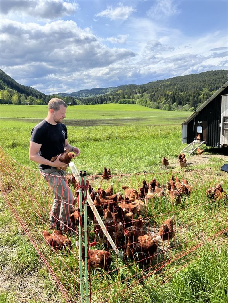 Image (22).jpg Høner som går rundt på et jorde.