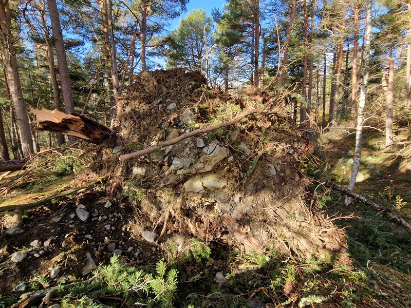 20251008_104751.jpg Det er et omfattende arbeid som må i gang for å kartlegge skadeomfanget. Foto: Kristin Prestvold/Trøndelag fylkeskommune.