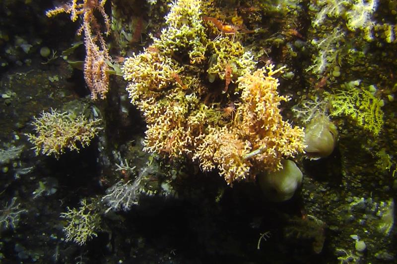koraller ved Røberget marine verneområde. Foto: Røberg Järnegren