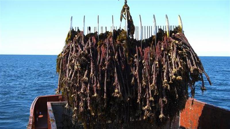 Båt og harehøsting på havet. Foto: Havforskningsinstituttet