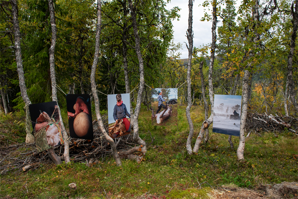 Store bilder av samisk kultur og reindrift. Bildene er hengt opp mellom noen trær.