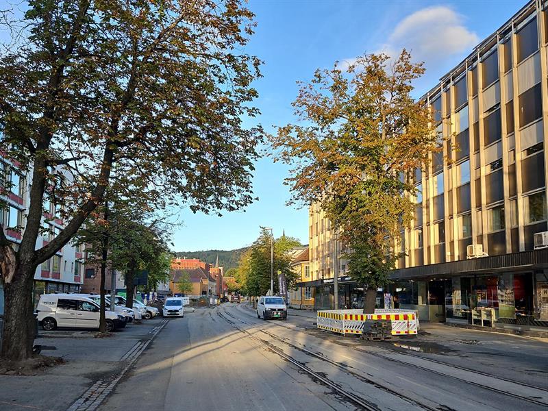 Lindetre i Kongens gate. Bilde