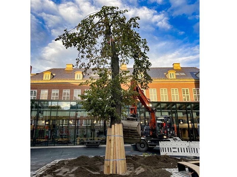 Lindetreet Linda. Bilde