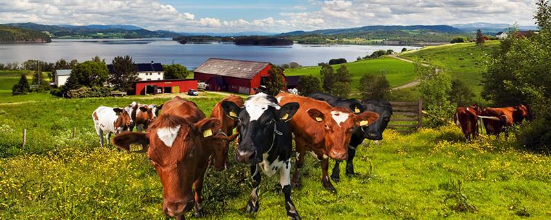 Landbruk (Foto: Steinar Johansen)