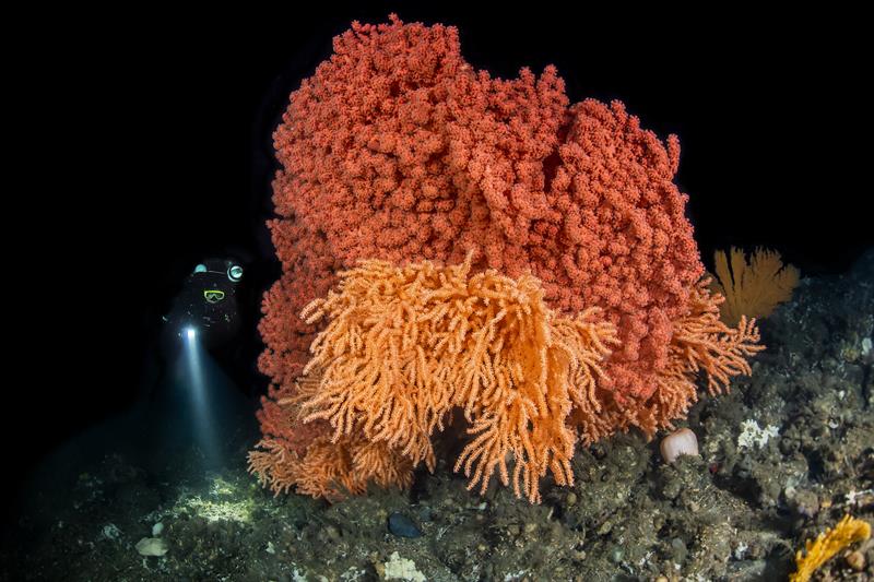 Trondheimsfjorden er Norges 3. lengste fjord. Den er over 130 kilometer lang og over 600 meter dyp. Den er kjent som en av Norges mest artsrike fjorder med over 150 ulike fiskearter, et enormt mangfold av sjøfugler og korallrev som er helt unike i verdenssammenheng. At Trondheimsfjorden holder seg frisk og levende er en forutsetning for god folkehelse, for næringsliv og for beredskap nå som klimaet er i endring.