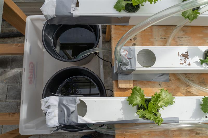 Sirkualsjon Bilde av vann som sirkulerer fra bøtte og opp til salatplanter