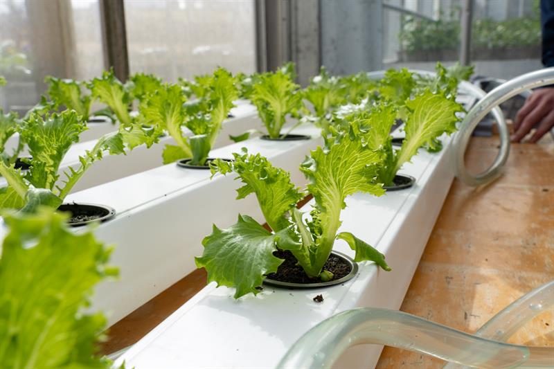 Salatforsøk Bilde av salat